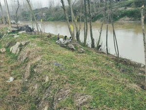 سیاه درویشان