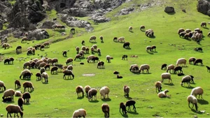 دامداری دام سبک