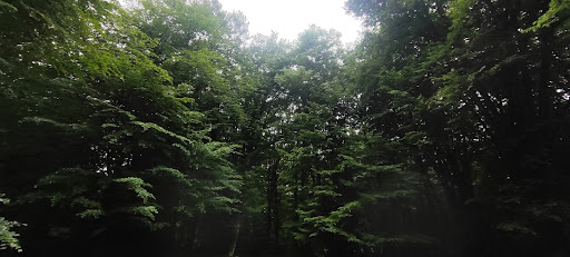 جنگل بهمنان