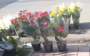 گالری گل ارکیده
