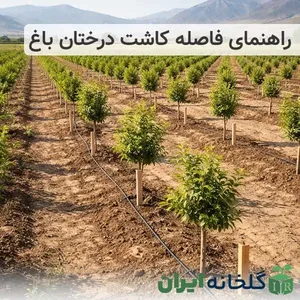 باغ زیتون کیانوش