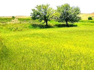 زمین بارانی(امیر سلیمان نژاد)