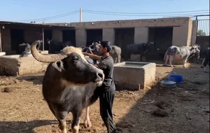 پوشاک بارداری مامی شیک