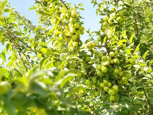 باغ بالاجوب گهواره،توفیق قاسمی