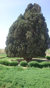 تامین اجتماعی شعبه ابرکوه