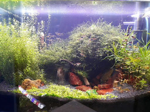 Mahiran Aquarium