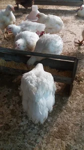 مرغ زنده برادران زهیری