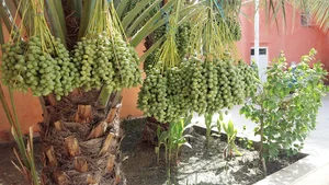 گروه صنایع خرما خضری
