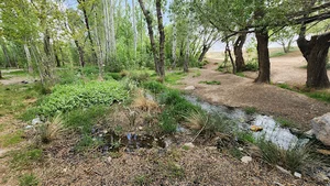 چشمه سفید