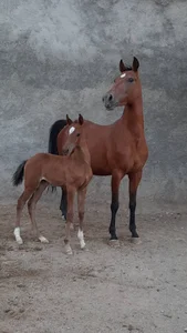 پرورش اسب سالداران