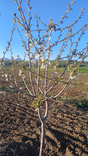 باغ جهانگیری چمن سلطان
