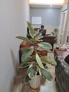 شرکت پرستاری آرامیس (امین آرامش خیال)