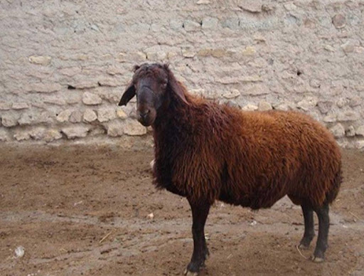 دامداری یاسین