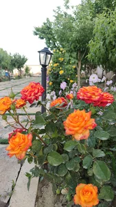مجتمع باغداران گوهردشت
