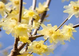 تصفیه آب گل یخ
