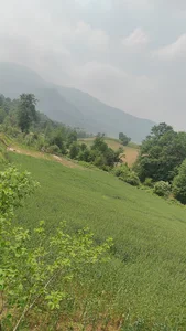 پارک جنگلی سوجاق