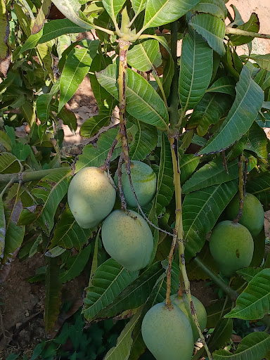 مزرعة البيباني