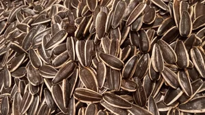 تخمه پزی انگزی 4