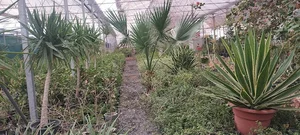 سرای گل لوتوس