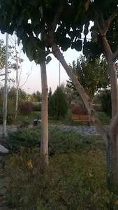 بوستان زیتون