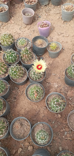 گلخانه گل گیسو