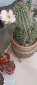 صبحانه و عصرانه سرای کاکتوس 3