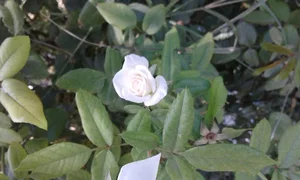 Isogam Shargh Delijan