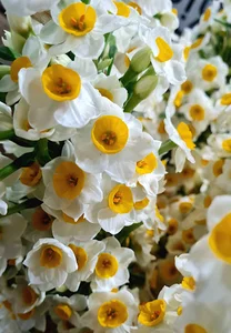 عمده فروشی و پخش گل رزلند