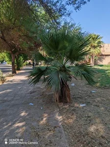 پارک فلامینگو