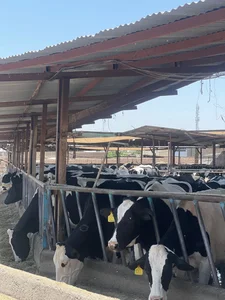 دامداری گاو شیری رحمانی 2