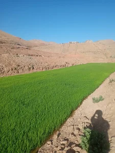فروشگاه تخفیفی پدیده