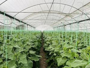 محصولات گلخانه ای تاجیک