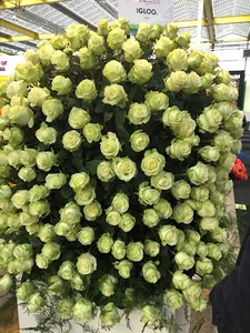 شرکت آرسین تک