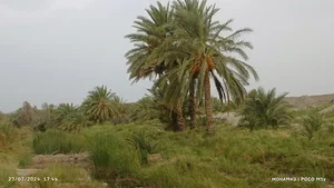 گروک