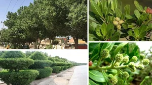باغ خرما