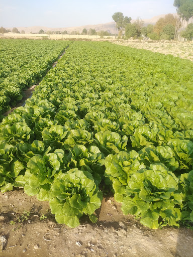 کاهو جاویدحقیقی