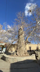 درخت چنار چهارصد ساله ی (تفرش)