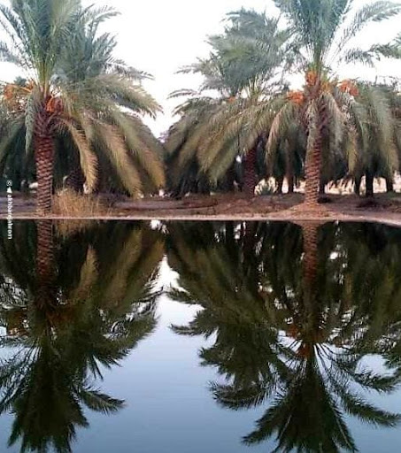 بیرون بر آقارضا