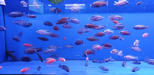 Arghavani Aquarium آکواریوم ارغوانی