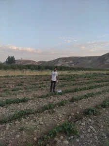 خیارستان محمد نژاد و حومه