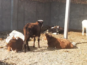 دامداری احمدعلی