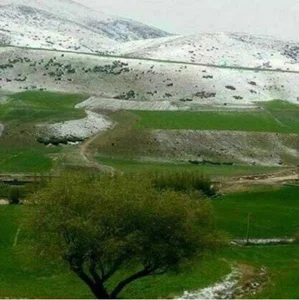 بیل مکانیکی پوریا