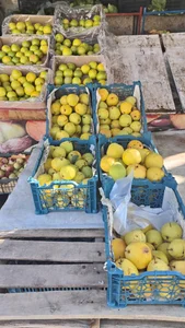 فروشگاه میوه و تره‌بار قربانیان 3