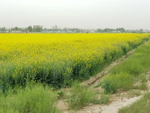 تکنو شیر