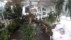 گلفروشی یاس