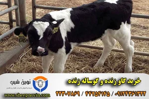 دامداری احمدی