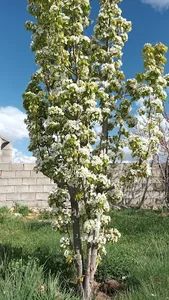 باغ بانوان