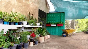 گل فروشی گلخانه شهرک الماسی 2