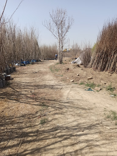 گل و گیاه مظاهری