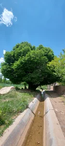 درخت کهنسال اقلید